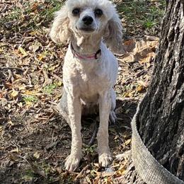Foxy - Sable female Poodle puppy in Cameron, Oklahoma from PinePoint Poodles