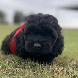 Cavapoo and Cockapoo Puppies from The Barkery