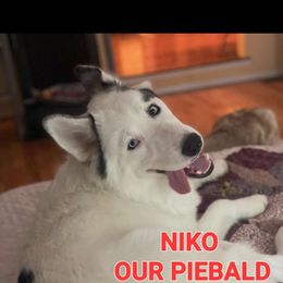 Niko - Siberian Husky
