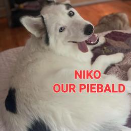 Niko - Siberian Husky