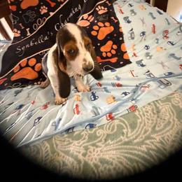 Wren - Black brown and white female Basset Hound puppy in Dutton, Alabama from Synbella's Charming Basset's