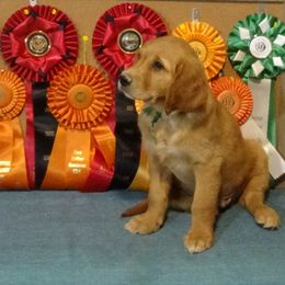Golden Retriever Puppies from Fetching Goldens, LLC