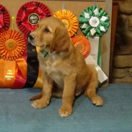 Golden Retriever Puppies from Fetching Goldens, LLC