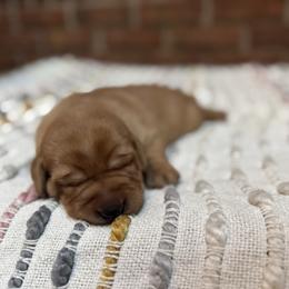Male 3 - Yellow male Labrador Retriever puppy in Wardensville, West Virginia from Sager’s Labrador Puppies