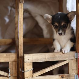 Girl 2 - Pembroke Welsh Corgi puppy in Karnack, Texas from Sureshot Corgis