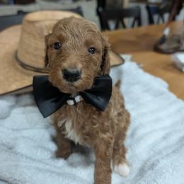 Hank - Red  male Goldendoodle puppy in Juliette, Georgia from Megan's Goldendoodles