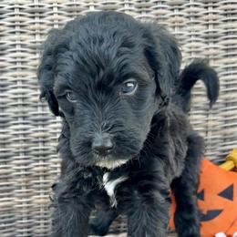Sabrina - Black and white female Bernedoodle puppy in Springville, Utah from Oodles of Bernedoodles
