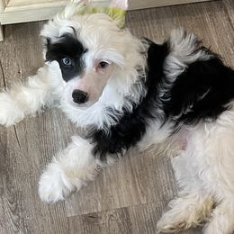 Chinese Crested Puppies from StioX Chinese Cresteds