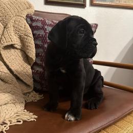 Bane - Black male Cane Corso puppy in Utah from 3Lake Kennelz