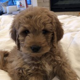 Goldendoodles and Golden Retrievers from Westwood Farms