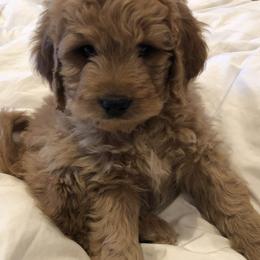 Goldendoodles and Golden Retrievers from Westwood Farms