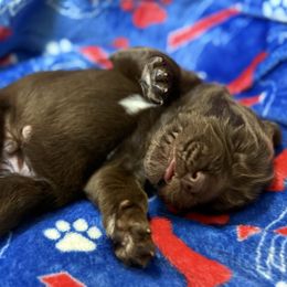 Odin - Brown male Newfoundland puppy in Silver Creek, New York from Boo N’ Bubs Newfoundlands
