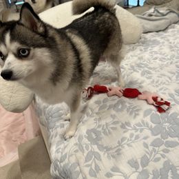 Gracie - Pomsky