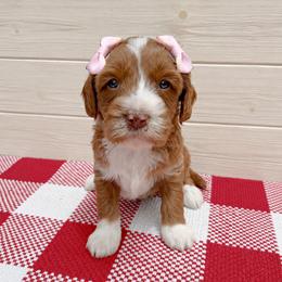 Jewel - Caramel red female Australian Labradoodle puppy in Harrisonville, Missouri from Blessed Day Doodles