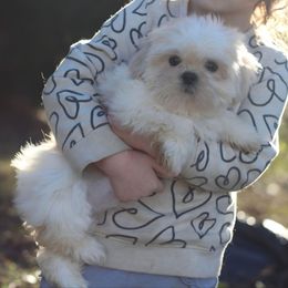 Autumn Breeze Birch - Cream and white female Shih Tzu puppy in Cartersville, Georgia from Autumn Breeze Shih Tzus and Friends