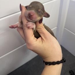 Dashie - Chocolate and cream female Dachshund puppy in Oklahoma City, Oklahoma from Barrett’s Doxie Farm