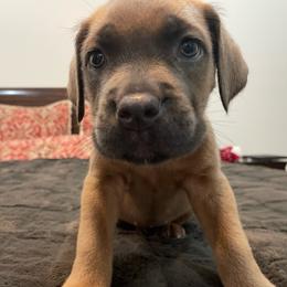 Buttercup - Gray and fawn female Cane Corso puppy in San Isidro, Texas from MTZCC Ranch, LLC
