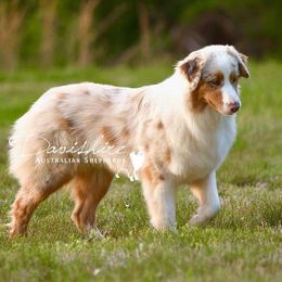 Honey - Australian Shepherd