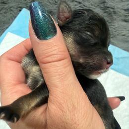 Atreyu - Black and gold male Morkie puppy in Winston Salem, North Carolina from Patty’s Paws