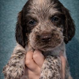 Myth - Liver white and roan male English Springer Spaniel puppy in Florida from Thunderbird Springers