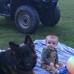 German Shepherds from Vom Haus Panzer