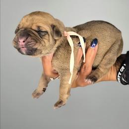 Shiloh - Fawn female Cane Corso puppy in Elkhart, Indiana from Martins Almighty Cane Corsos