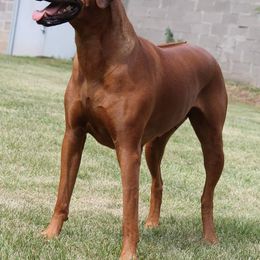 Rhodesian Ridgebacks from Stoneridge Ridgebacks