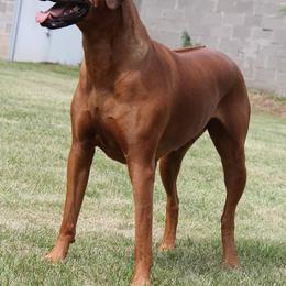 Rhodesian Ridgebacks from Stoneridge Ridgebacks