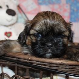 Boy 1 - Red male Shih Tzu puppy in Craig, Colorado from Rocky Mountain Shih Tzus and Dry Creek Miniature Dachshunds