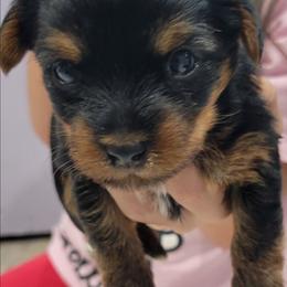 Roxy - Black and tan female Yorkshire Terrier puppy in Chickasha, Oklahoma from SISSYS YORKIES