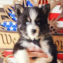 Bella (Fennekin) - Black and white Pomsky puppy in Sumter, South Carolina from Emerald Skies Pomskies