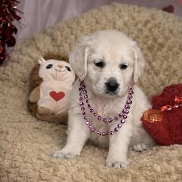 Hermoine -G1 - Light golden female Golden Retriever puppy in Holly, Michigan from Nina's Golden hour