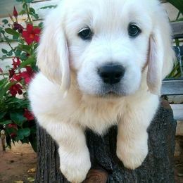 Dewbury Dream Goldens  breeder of Golden Retriever