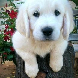 Dewbury Dream Goldens  breeder of Golden Retriever