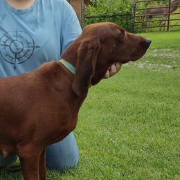 Peaches - Redbone Coonhound