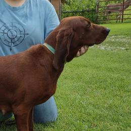 Peaches - Redbone Coonhound