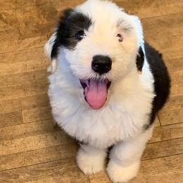 Old English Sheepdogs from Wisconsin Old English Sheepdogs