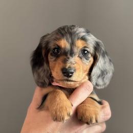 Dachshund Puppies from Krysta Wasson