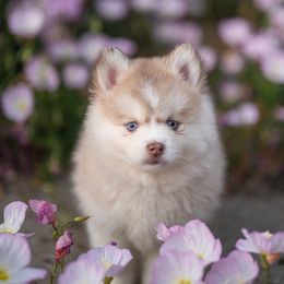 Ebi - Red and white female Pomsky puppy in Bellevue, Washington from The Pomsky Garden