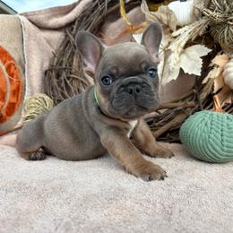 Ed - Blue fawn male French Bulldog puppy in Miami, Oklahoma from Cassie’s Frenchie Palace