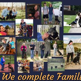 German Shepherd Puppies from Austerlitz German Shepherds