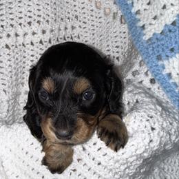 Boy 1 - Black and tan male Dachshund puppy in Laurel, Mississippi from BB's Dotsies