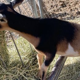 Dachshunds from AJMT Ranch
