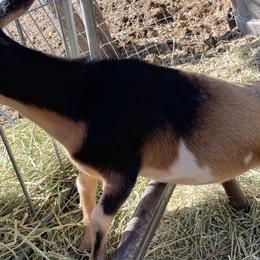 Dachshunds from AJMT Ranch