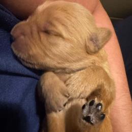 Female 1 - Golden female Golden Retriever puppy in Salisbury, North Carolina from Piedmont Golden Retrievers