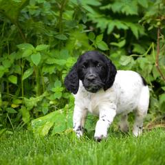 Large Münsterländer Puppies from EAGLES NEST KENNELS