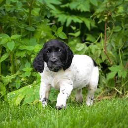 Large Münsterländer Puppies from EAGLES NEST KENNELS
