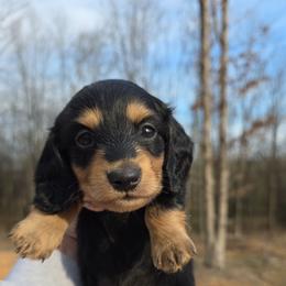 Black and tan boy - Black and tan male Dachshund puppy in West Plains, Missouri from Spring Creek Dachshunds