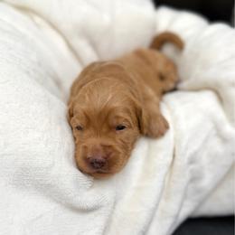 Buster Moon - Apricot male Goldendoodle puppy in Spokane, Washington from Goldendoodles on the Prairie