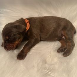 Orange collar male - Red and rust male Doberman Pinscher puppy in Fostoria, Michigan from Jensen Dobermans and Dachshunds